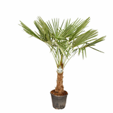 Kenderpálma (Trachycarpus fortunei) – fagytűrő, egzotikus lombú pálma, 80–100 cm törzzsel, kb. 160 cm magassággal