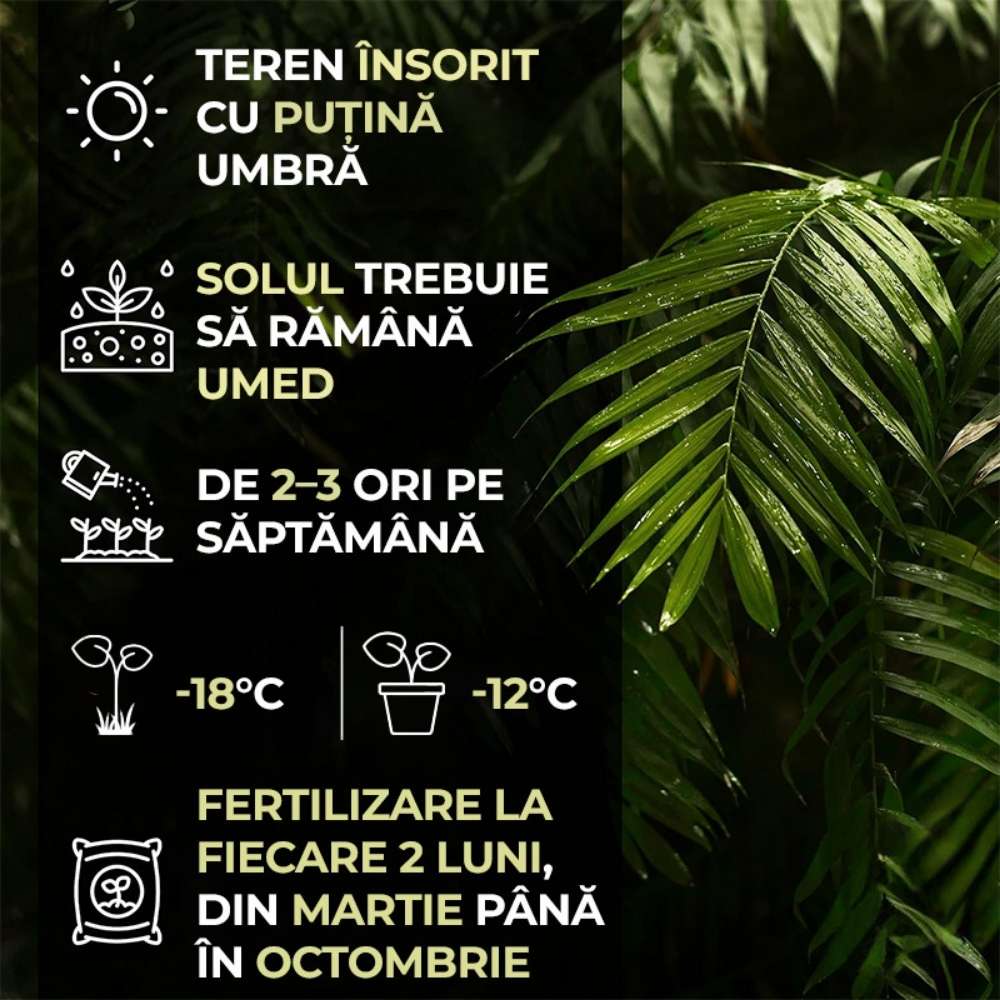 Palmier Morisca Trachycarpus Fortunei, rezistent la ger, frunzis exotic, crestere moderata, tulpina 30 cm, inaltime 180 cm