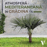 Palmier Morisca Trachycarpus Fortunei, rezistent la ger, frunzis exotic, crestere moderata, tulpina 30 cm, inaltime 180 cm