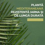 Palmier Morisca Trachycarpus Fortunei, rezistent la ger, frunzis exotic, crestere moderata, tulpina 30 cm, inaltime 180 cm