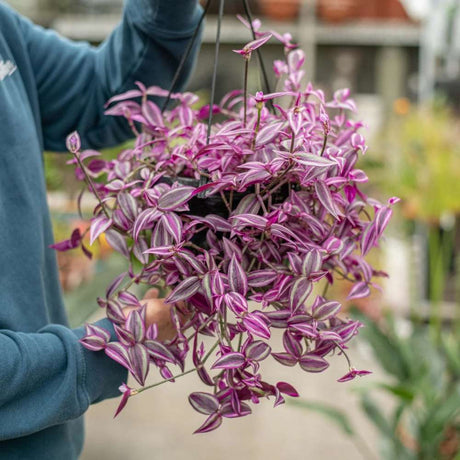 Tradescantia Zebrina Pink Paradise, 40 cm, planta de interior cu frunze roz verzi argintii, crestere rapida