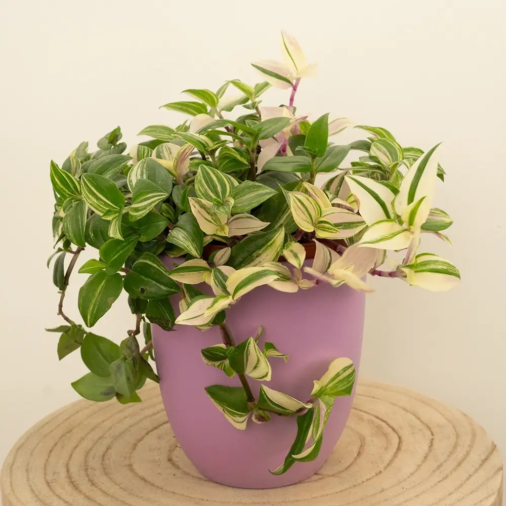 Tradescantia Fluminensis Quadrocolor, 20 cm, planta de interior curgatoare