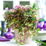 Tradescantia Fluminensis Quadrocolor, 20 cm, planta de interior curgatoare