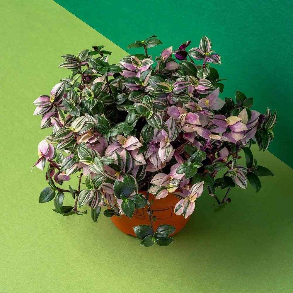 Tradescantia Fluminensis Quadrocolor, 20 cm, planta de interior curgatoare