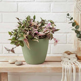 Tradescantia Fluminensis Quadrocolor, 20 cm, planta de interior curgatoare