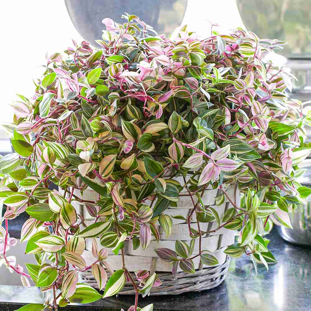 Tradescantia Fluminensis Quadrocolor, 20 cm, planta de interior curgatoare