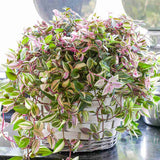 Tradescantia Fluminensis Quadrocolor, 20 cm, planta de interior curgatoare