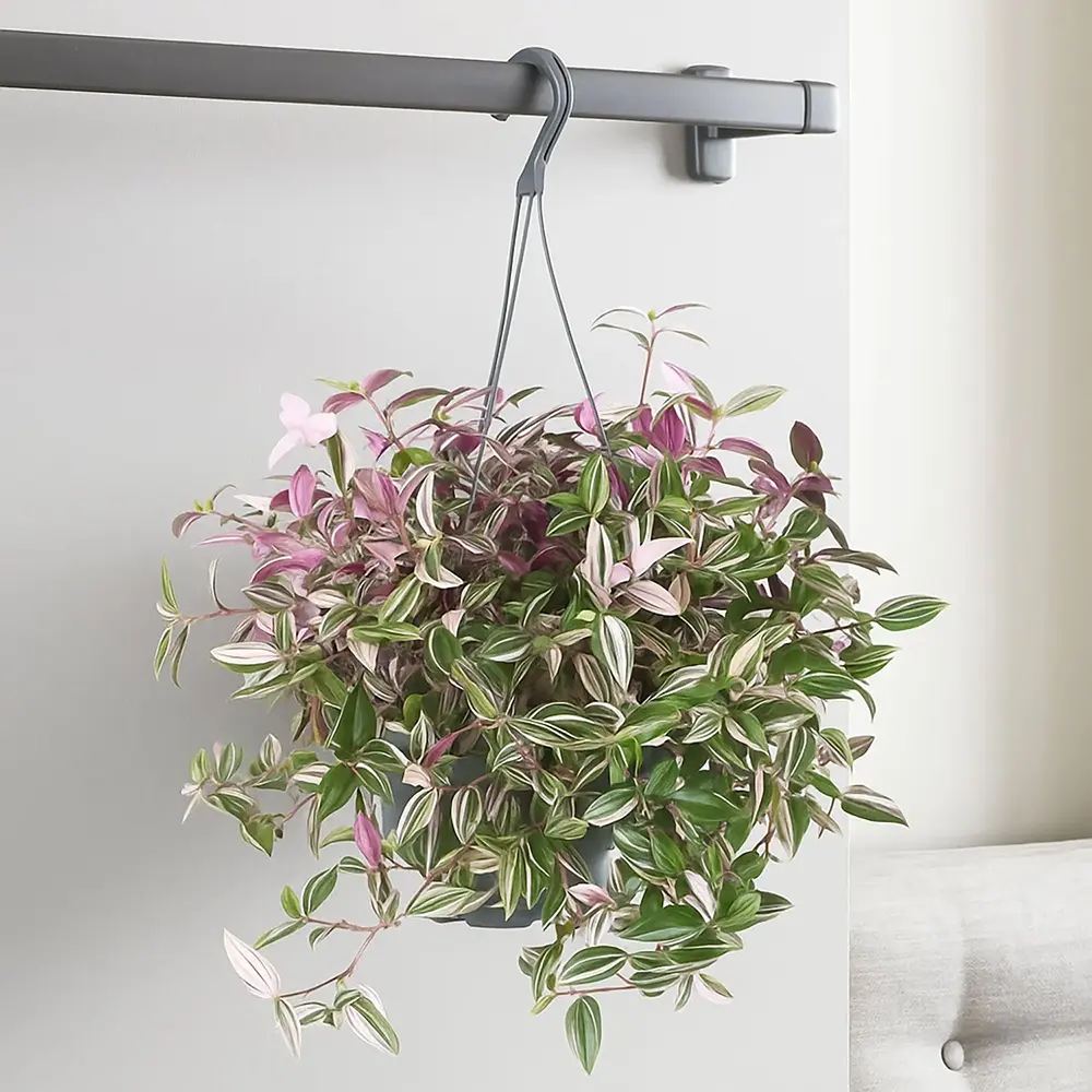 Tradescantia Fluminensis Quadrocolor, 20 cm, planta de interior curgatoare