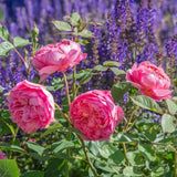 David Austin rózsa 'Boscobel' – romantikus, lazacrózsaszín, illatos angol rózsa