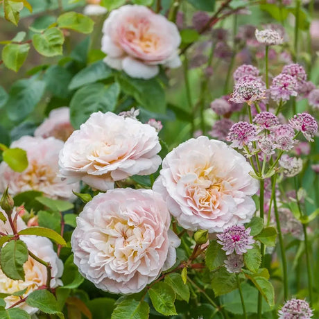 David Austin rózsa 'Emily Brontë' – romantikus, barackrózsaszín, intenzív illatú angol rózsa