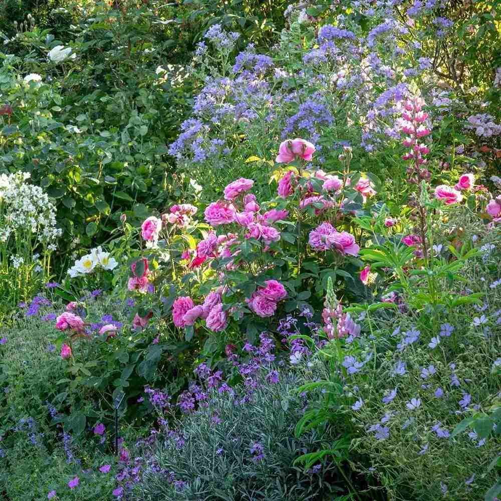 David Austin rózsa 'Gertrude Jekyll' – intenzív rózsaszín, erős illatú, ismétlődő virágzású angol rózsa