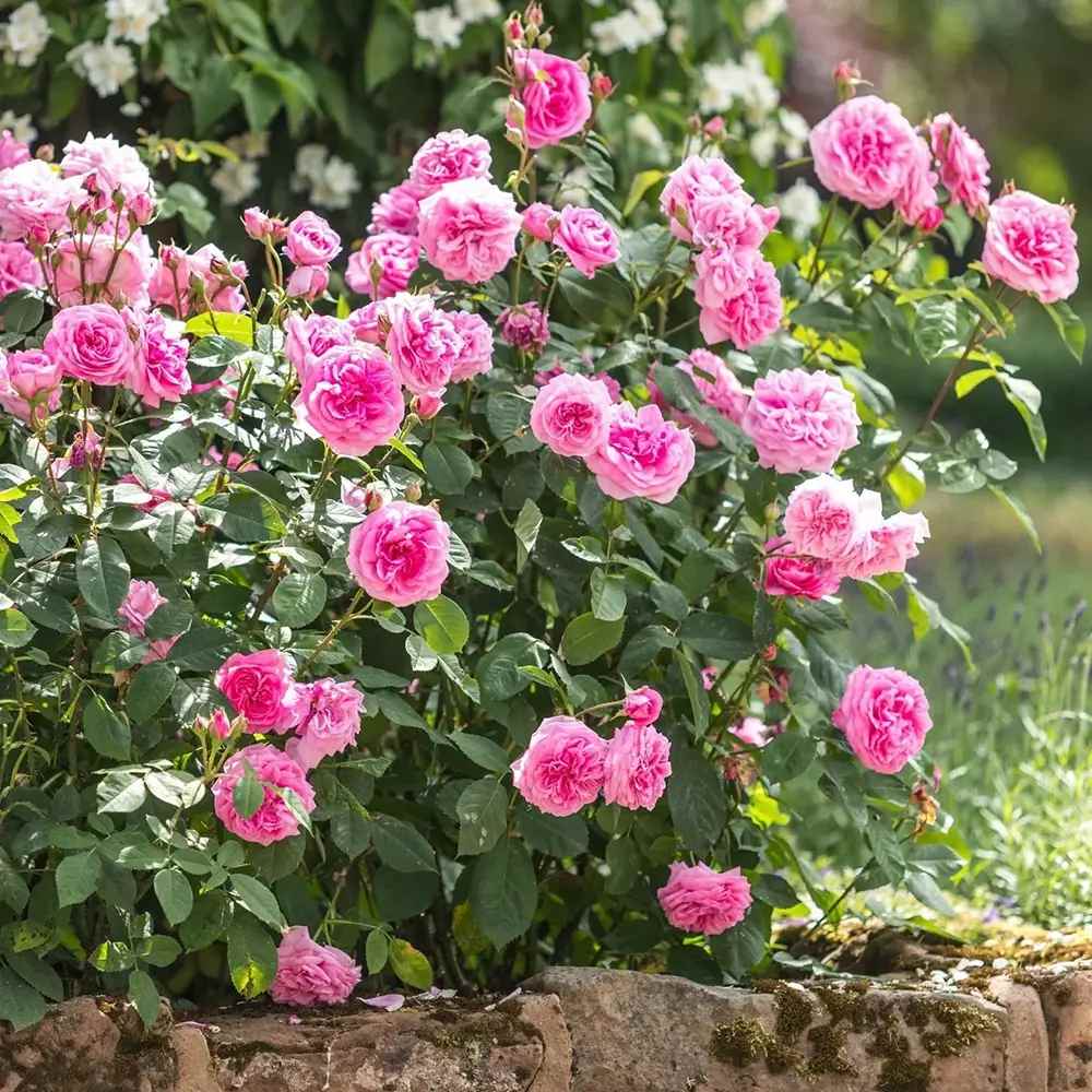 David Austin rózsa 'Gertrude Jekyll' – intenzív rózsaszín, erős illatú, ismétlődő virágzású angol rózsa