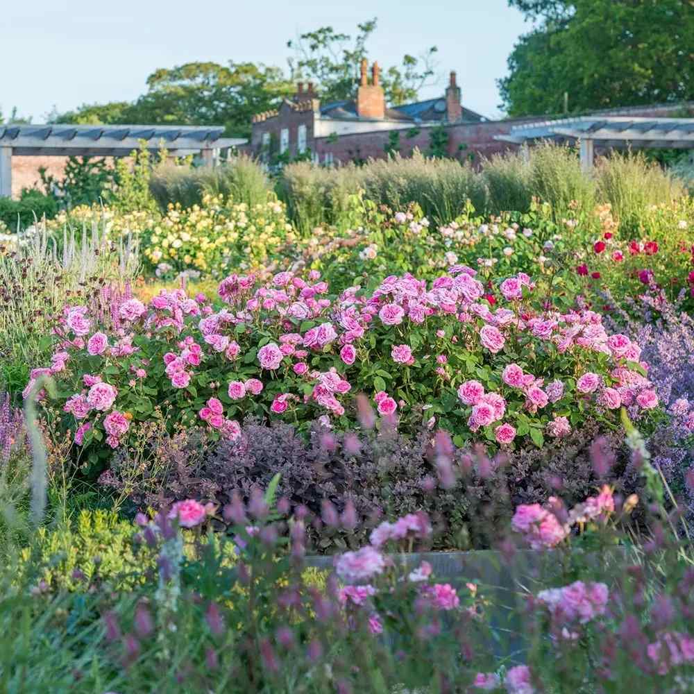 David Austin rózsa 'Gertrude Jekyll' – intenzív rózsaszín, erős illatú, ismétlődő virágzású angol rózsa