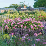 David Austin rózsa 'Gertrude Jekyll' – intenzív rózsaszín, erős illatú, ismétlődő virágzású angol rózsa