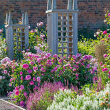 David Austin rózsa 'Gertrude Jekyll' – intenzív rózsaszín, erős illatú, ismétlődő virágzású angol rózsa