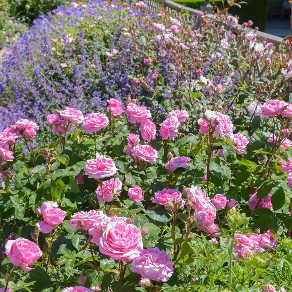 David Austin rózsa 'Gertrude Jekyll' – intenzív rózsaszín, erős illatú, ismétlődő virágzású angol rózsa