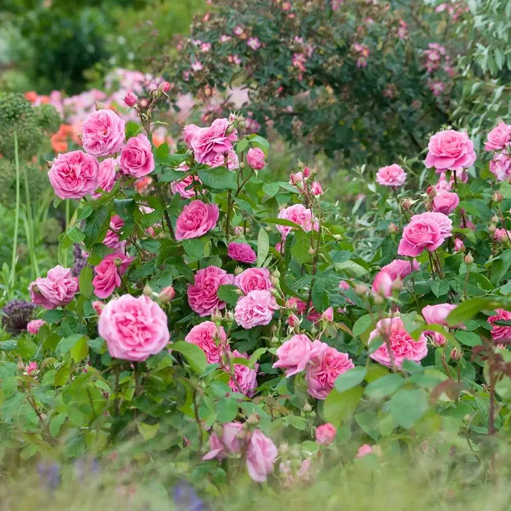 David Austin rózsa 'Gertrude Jekyll' – intenzív rózsaszín, erős illatú, ismétlődő virágzású angol rózsa