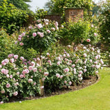 Trandafir englezesc David Austin Olivia Rose Austin® - trandafir roz delicat, flori duble, parfum intens, inflorire repetata