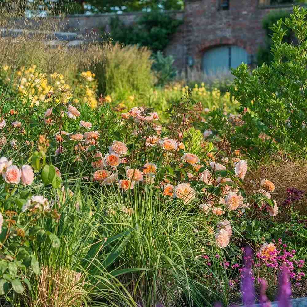 Trandafir englezesc David Austin Port Sunlight - trandafir cu flori duble piersica, parfum intens, inflorire repetata