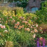 Trandafir englezesc David Austin Port Sunlight - trandafir cu flori duble piersica, parfum intens, inflorire repetata