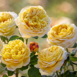 Trandafir Englezesc David Austin Charles Darwin, flori galben auriu, inflorire continua, parfum puternic