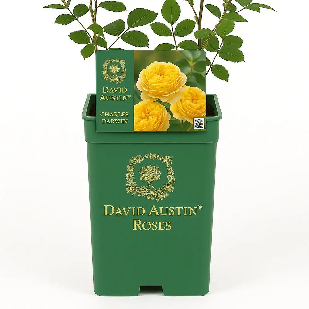 Trandafir Englezesc David Austin Charles Darwin, flori galben auriu, inflorire continua, parfum puternic