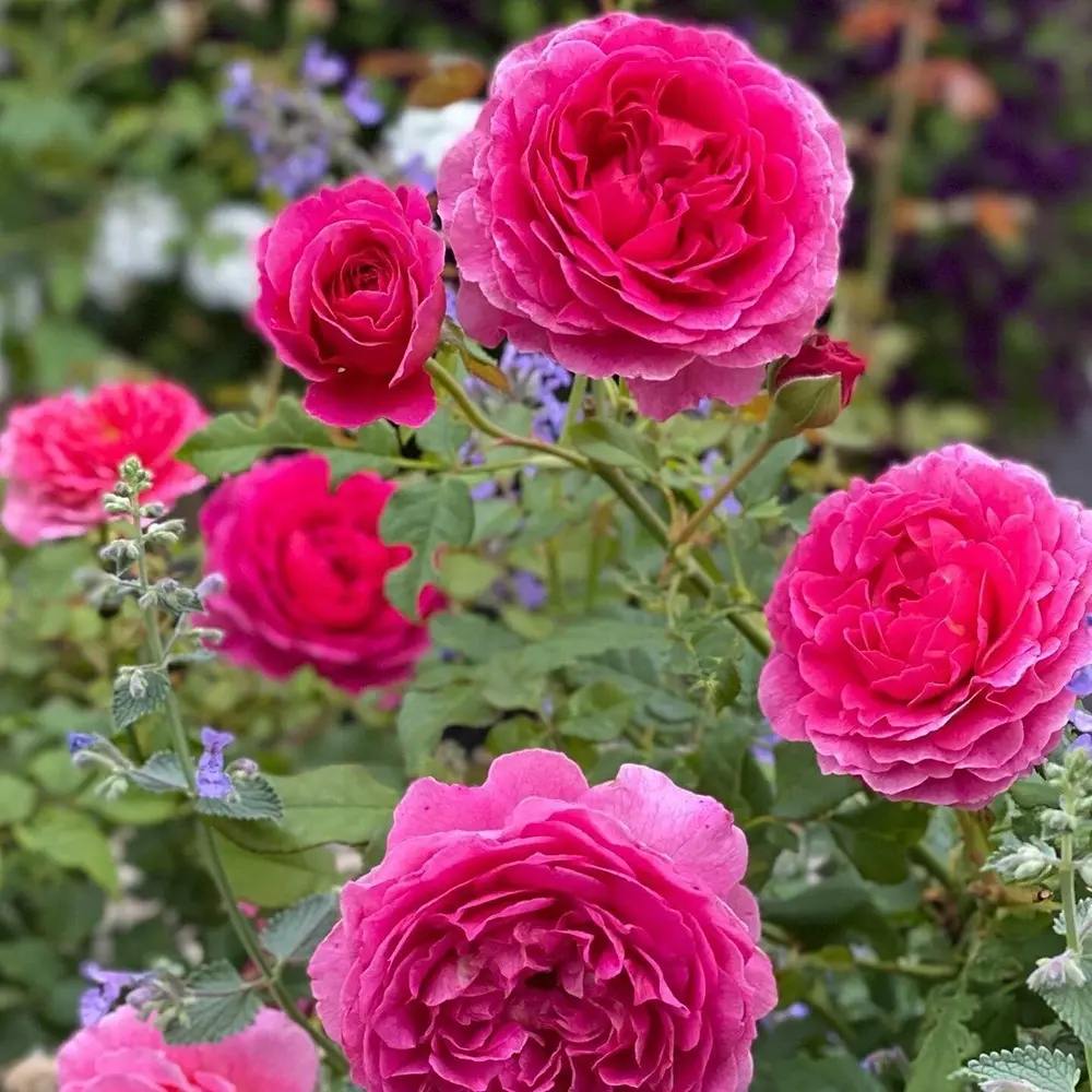 Trandafir englezesc David Austin Rosa Gabriel Oak, flori roz magenta intens intens, parfumate, rezistent la frig, inflorire continua