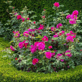 Trandafir englezesc David Austin Rosa Gabriel Oak, flori roz magenta intens intens, parfumate, rezistent la frig, inflorire continua