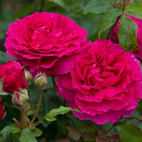 Trandafir englezesc David Austin Rosa Gabriel Oak, flori roz magenta intens intens, parfumate, rezistent la frig, inflorire continua