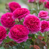 Trandafir englezesc David Austin Rosa Gabriel Oak, flori roz magenta intens intens, parfumate, rezistent la frig, inflorire continua