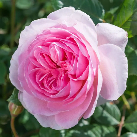 Trandafir englezesc David Austin The Ancient Mariner - trandafir roz intens, flori duble, parfum puternic, inflorire repetata
