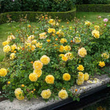 Trandafir englezesc David Austin The Poet’s Wife - trandafir galben intens, flori duble, parfum fructat, inflorire repetata