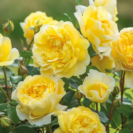 Trandafir englezesc David Austin The Poet’s Wife - trandafir galben intens, flori duble, parfum fructat, inflorire repetata
