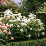Trandafir englezesc David Austin Vanessa Bell - trandafir galben pal, flori delicate, parfum de ceai, inflorire repetata