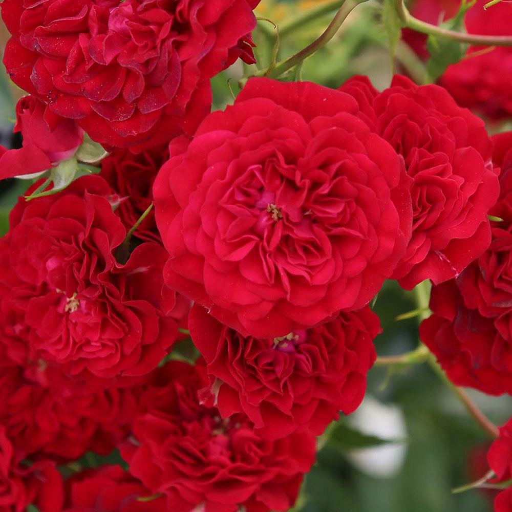 Törzses rózsa 'Crimson Siluetta' – karmínvörös, csüngő koronájú ismétlődő virágzású dísznövény