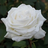 Törzses rózsa 'Grande Fiore Bianco Puro' – csüngő koronájú, tiszta fehér virágú dísznövény