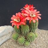 Cactus Trichocereus Huascha, cactus decorativ de interior cu flori rosii, usor de ingrijit, planta exotica - 25 cm