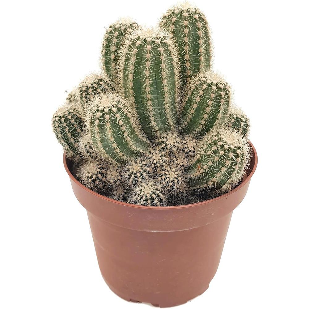 Cactus Trichocereus Huascha, cactus decorativ de interior cu flori rosii, usor de ingrijit, planta exotica - 25 cm