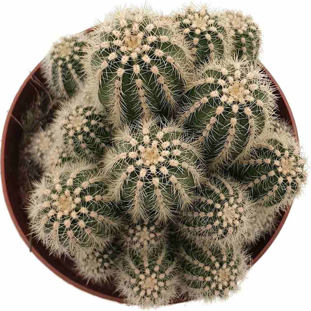 Cactus Trichocereus Huascha, cactus decorativ de interior cu flori rosii, usor de ingrijit, planta exotica - 25 cm