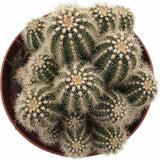 Cactus Trichocereus Huascha, cactus decorativ de interior cu flori rosii, usor de ingrijit, planta exotica - 25 cm