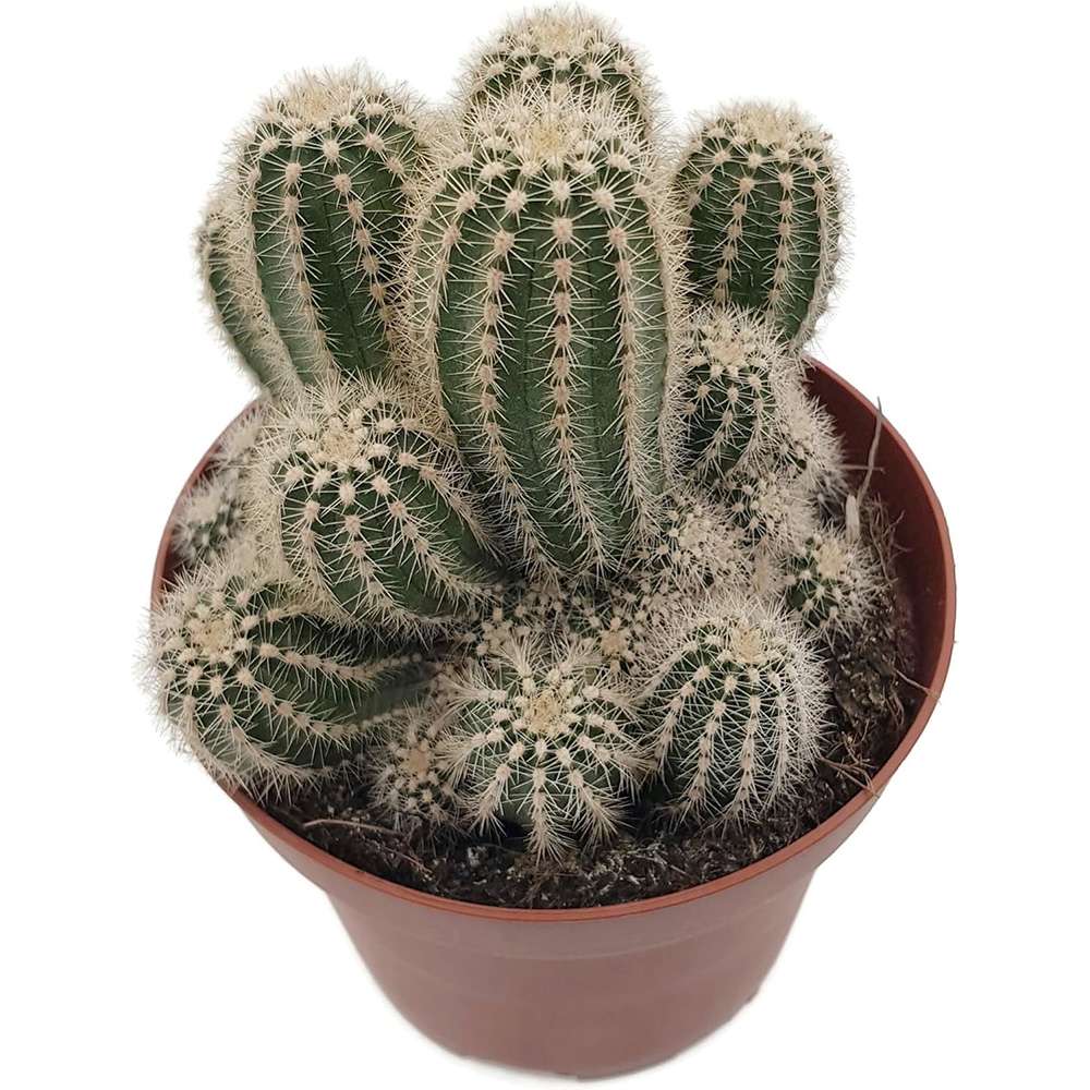 Cactus Trichocereus Huascha, cactus decorativ de interior cu flori rosii, usor de ingrijit, planta exotica - 25 cm