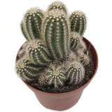Cactus Trichocereus Huascha, cactus decorativ de interior cu flori rosii, usor de ingrijit, planta exotica - 25 cm