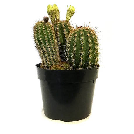 Cactus Trichocereus Huasc, cactus decorativ de interior cu flori rosii, usor de ingrijit, planta exotica - 10-20 cm