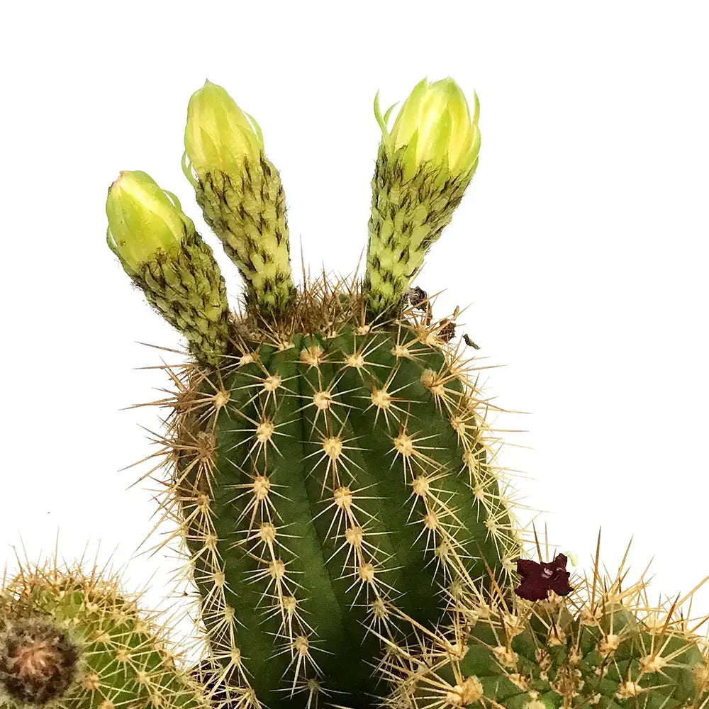 Cactus Trichocereus Huasc, cactus decorativ de interior cu flori rosii, usor de ingrijit, planta exotica - 10-20 cm