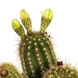 Cactus Trichocereus Huasc, cactus decorativ de interior cu flori rosii, usor de ingrijit, planta exotica - 10-20 cm