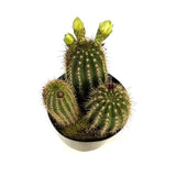 Cactus Trichocereus Huasc, cactus decorativ de interior cu flori rosii, usor de ingrijit, planta exotica - 10-20 cm