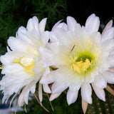 Cactus Trichocereus Huasc, cactus decorativ de interior cu flori rosii, usor de ingrijit, planta exotica - 10-20 cm