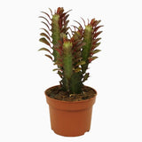 Cactus Candelabru Trigona Rubra - 30 cm
