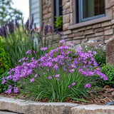 Fokhagymás tulbaghia (Tulbaghia violacea) – illatos, lila virágú évelő napos kertekbe