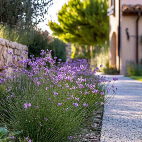 Fokhagymás tulbaghia (Tulbaghia violacea) – illatos, lila virágú évelő napos kertekbe
